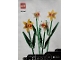 Lot ID: 380033934  Instruction No: 40646  Name: Daffodils