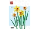 Instruction No: 40747  Name: Daffodils