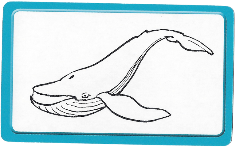 Set 5004933 Activity Card 4 - Whale and Caterpillar