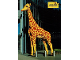 Gear No: pcDB02  Name: Postcard - LEGOLAND Discovery Centre Berlin - Giraffe