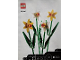 Instruction No: 40646  Name: Daffodils