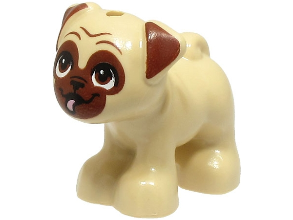 Dog, Friends Style, Pug, Standing with Reddish Brown Muzzle, Ears and Eyes Looking Up and Bright Pink Tongue Sticking Out Pattern