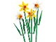 Set No: 40747  Name: Daffodils