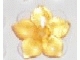 Part No: 53657  Name: Clikits, Icon Flower 5 Pointed Petals 2 x 2 Large with Pin