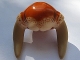 Part No: 87573pb01  Name: Minifigure, Headgear Head Top, Dark Tan SW Iktotchi Horns, Dark Orange Saesee Tiin Pattern