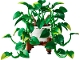Set No: 11512  Name: Hanging Golden Pothos