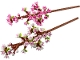 Set No: 40725  Name: Cherry Blossoms