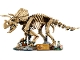 Set No: 77985  Name: Dinosaur Fossils: Triceratops