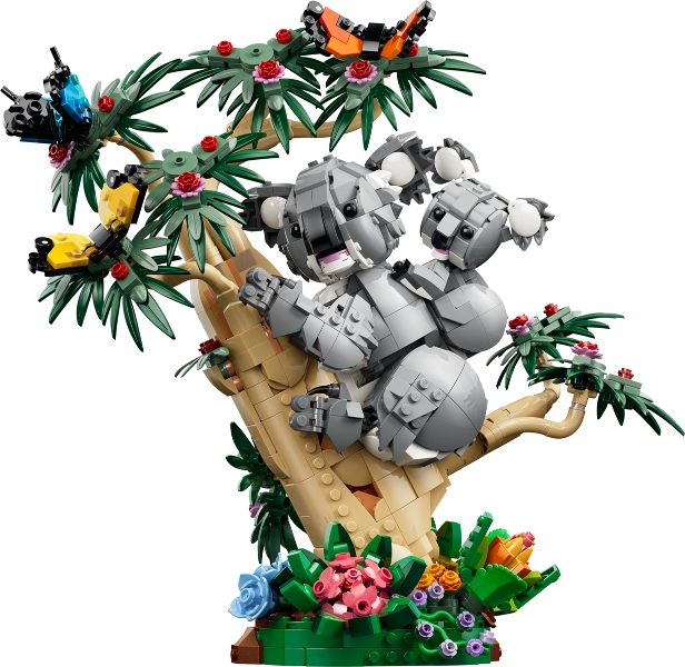 Family of Koalas