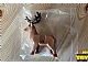 invID: 225744695 P-No: 51493c01pb01  Name: Deer with Dark Brown Antlers (Stag, Reindeer)