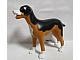 invID: 354432935 P-No: sita  Name: Dog, Scala with Black Back and Nose, White Chest, Feet, and Muzzle Pattern (Sita)