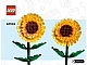invID: 390924461 I-No: 40524  Name: Sunflowers