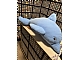Lot ID: 440307203 invID: 440307203